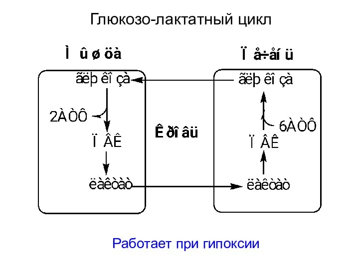 Глюкозо-лактатный цикл Работает при гипоксии