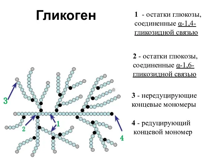 1 2 3 4 1 - остатки глюкозы, соединенные α-1,4- гликозидной