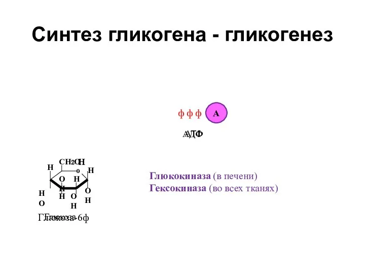 Синтез гликогена - гликогенез ф о СН2О Н НО ОН Н