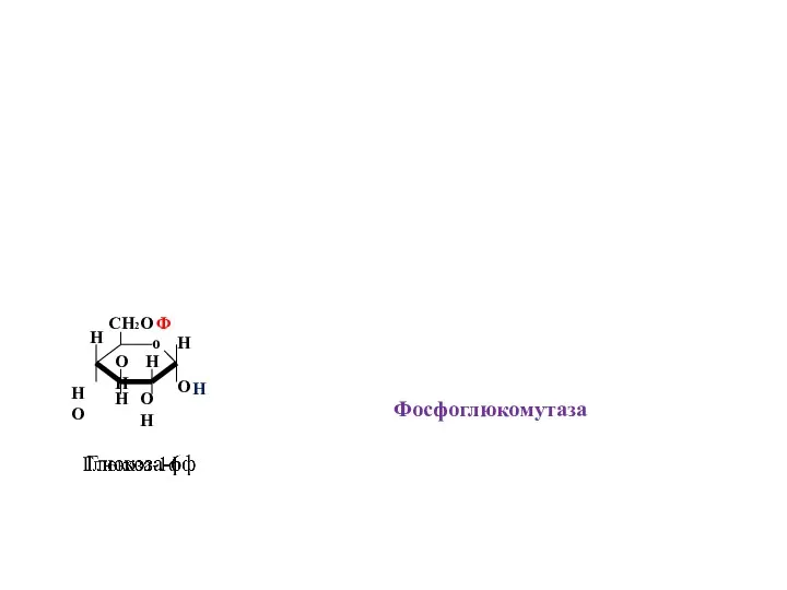 о Ф Н НО ОН Н ОН О Н Н СH2O Фосфоглюкомутаза Н