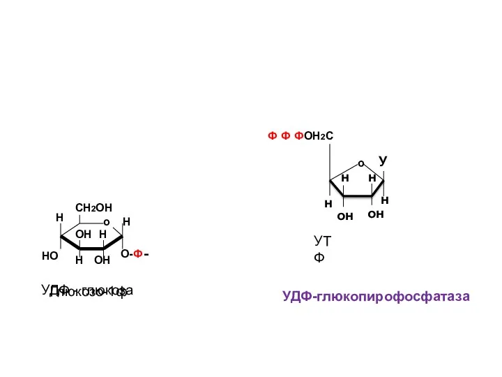 УДФ-глюкопирофосфатаза УДФ - глюкоза УТФ Глюкозо-1ф