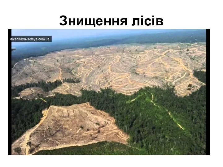 Знищення лісів