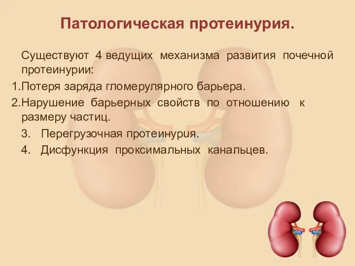 Патологическая протеинурия. Существуют 4 ведущих механизма развития почечной про­теинурии: Потеря заряда