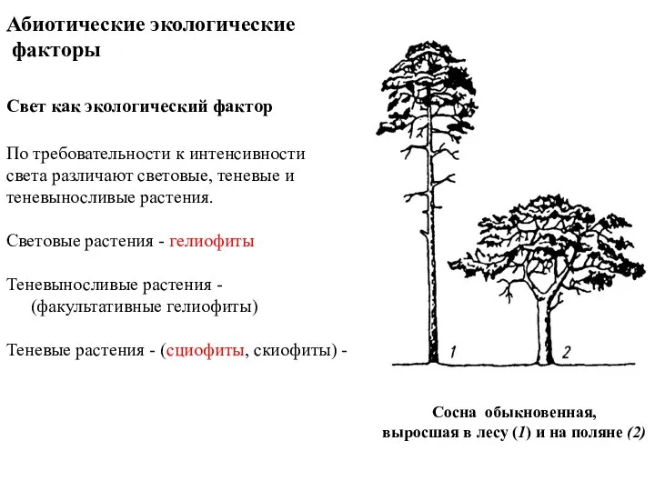 Абиотические экологические факторы Свет как экологический фактор По требовательности к интенсивности