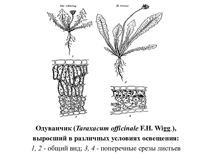 Одуванчик (Taraxacum officinale F.H. Wigg.), выросший в различных условиях освещения: 1,