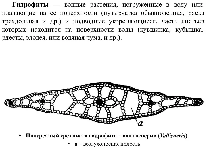 Поперечный срез листа гидрофита – валлиснерии (Vallisneria). а – воздухоносная полость