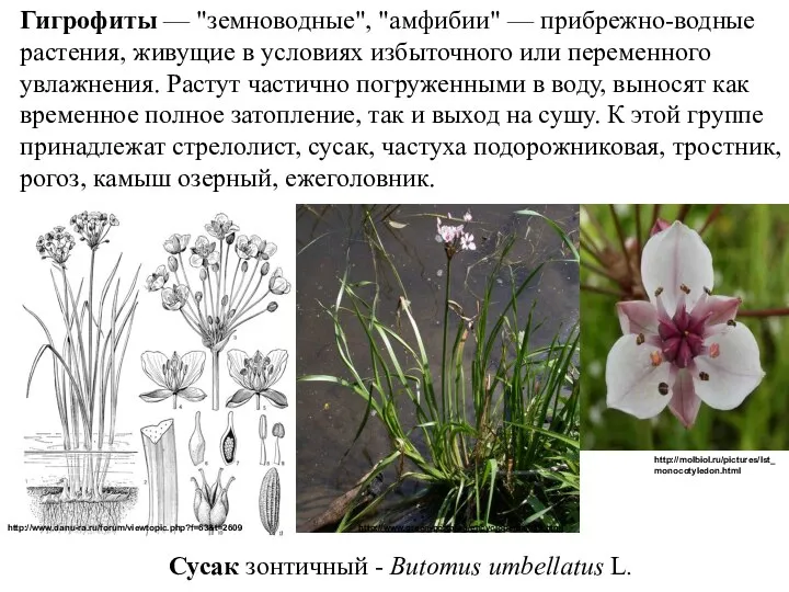 Гигрофиты — "земноводные", "амфибии" — прибрежно-водные растения, живущие в условиях избыточного