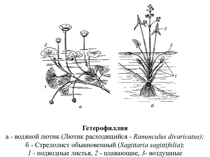 Гетерофиллия а - водяной лютик (Лютик расходящийся - Ranunculus divaricatus); б