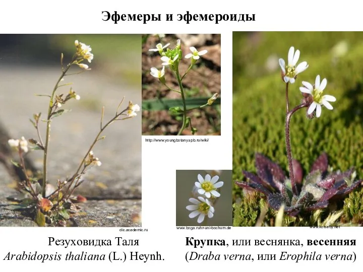Эфемеры и эфемероиды Резуховидка Таля Arabidopsis thaliana (L.) Heynh. dic.academic.ru http://www.youngbotany.spb.ru/wiki/