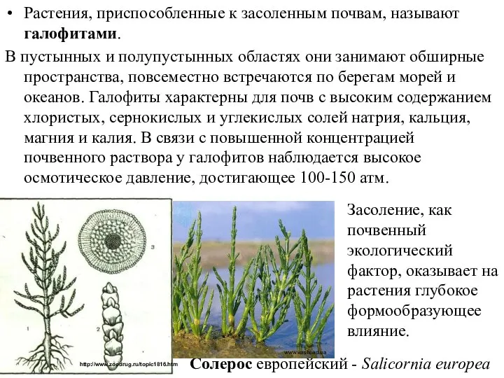 Растения, приспособленные к засоленным почвам, называют галофитами. В пустынных и полупустынных