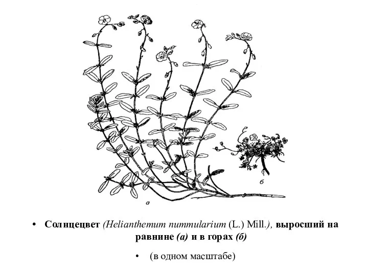 Солнцецвет (Helianthemum nummularium (L.) Mill.), выросший на равнине (а) и в горах (б) (в одном масштабе)