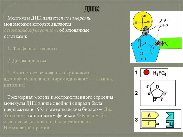 Молекулы ДНК являются полимерами, мономерами которых являются дезоксирибонуклеотиды, образованные остатками: 1.