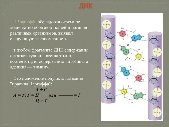 Э.Чаргафф, обследовав огромное количество образцов тканей и органов различных организмов, выявил