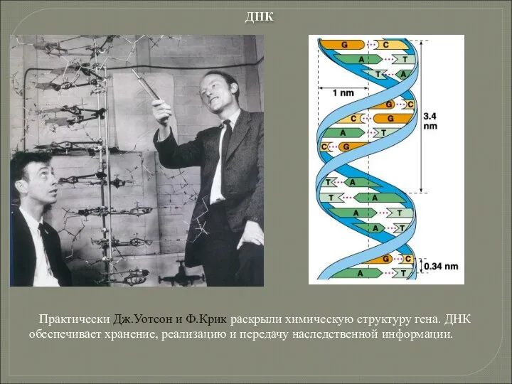 Практически Дж.Уотсон и Ф.Крик раскрыли химическую структуру гена. ДНК обеспечивает хранение,