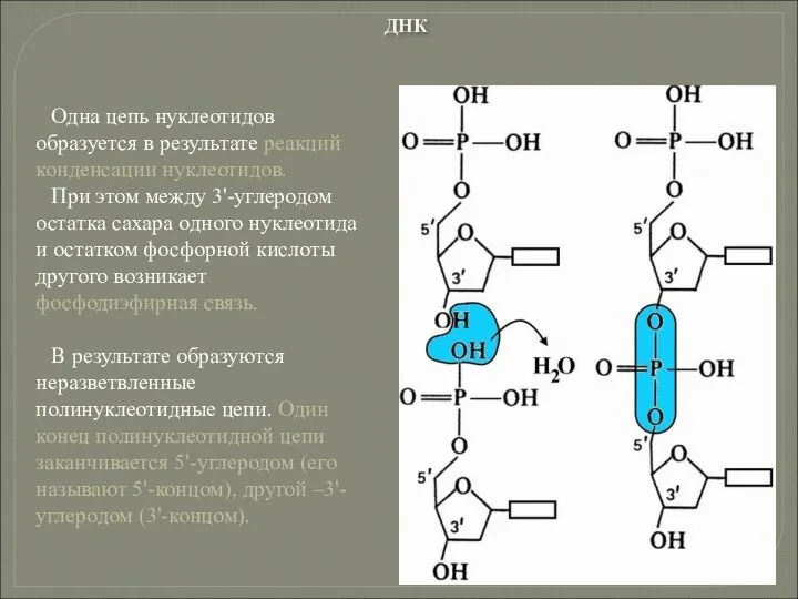 Одна цепь нуклеотидов образуется в результате реакций конденсации нуклеотидов. При этом