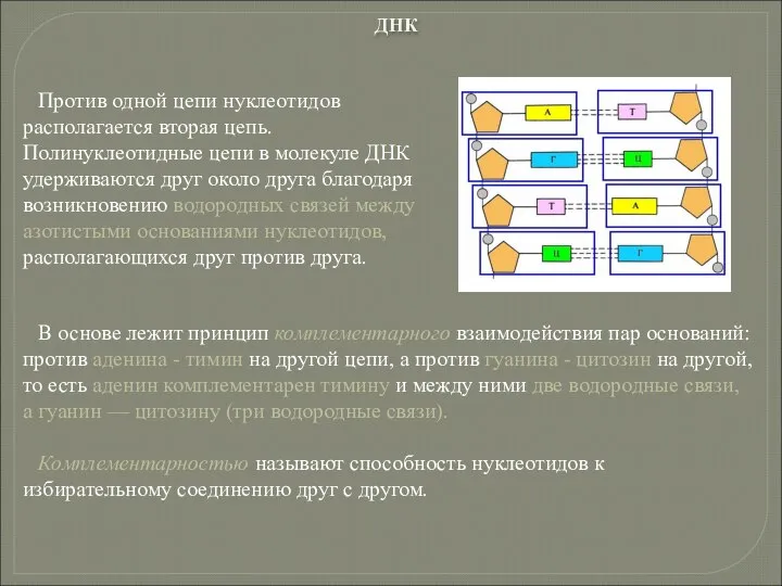 Против одной цепи нуклеотидов располагается вторая цепь. Полинуклеотидные цепи в молекуле