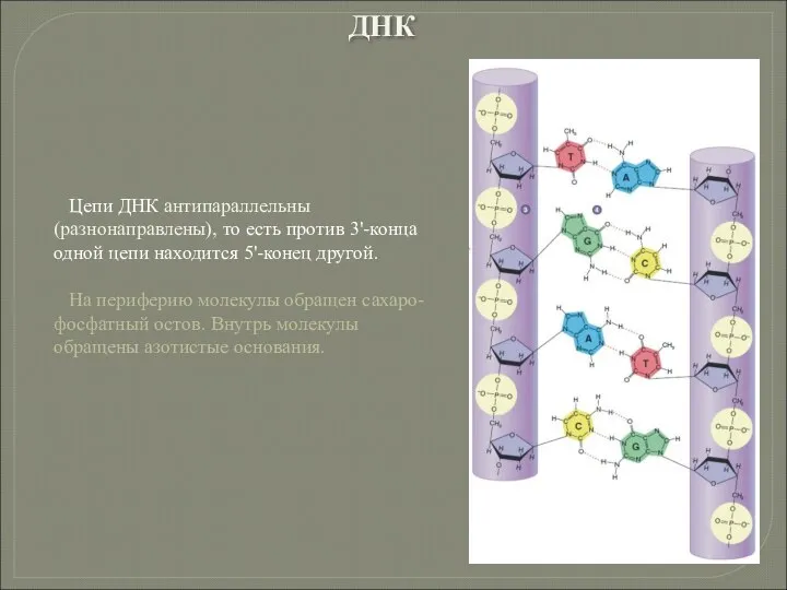 Цепи ДНК антипараллельны (разнонаправлены), то есть против 3'-конца одной цепи находится