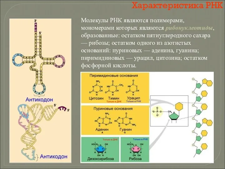 Характеристика РНК Молекулы РНК являются полимерами, мономерами которых являются рибонуклеотиды, образованные: