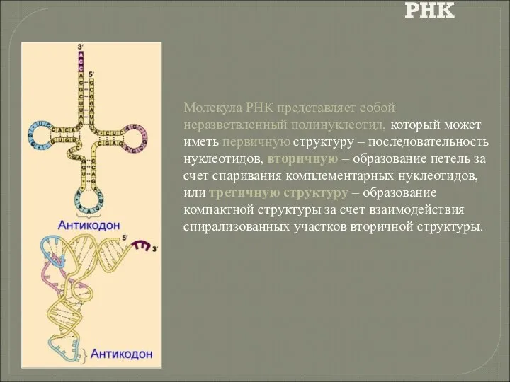 РНК Молекула РНК представляет собой неразветвленный полинуклеотид, который может иметь первичную