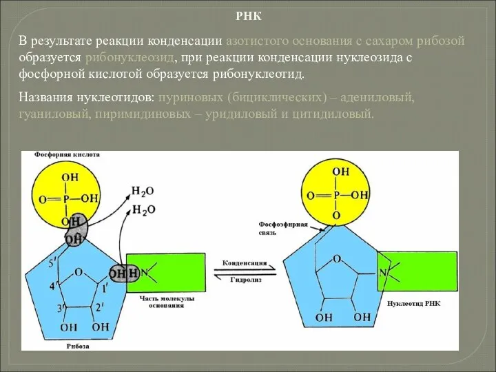 В результате реакции конденсации азотистого основания с сахаром рибозой образуется рибонуклеозид,