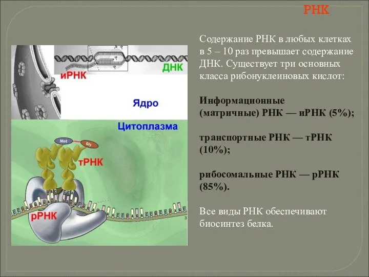 РНК Содержание РНК в любых клетках в 5 – 10 раз