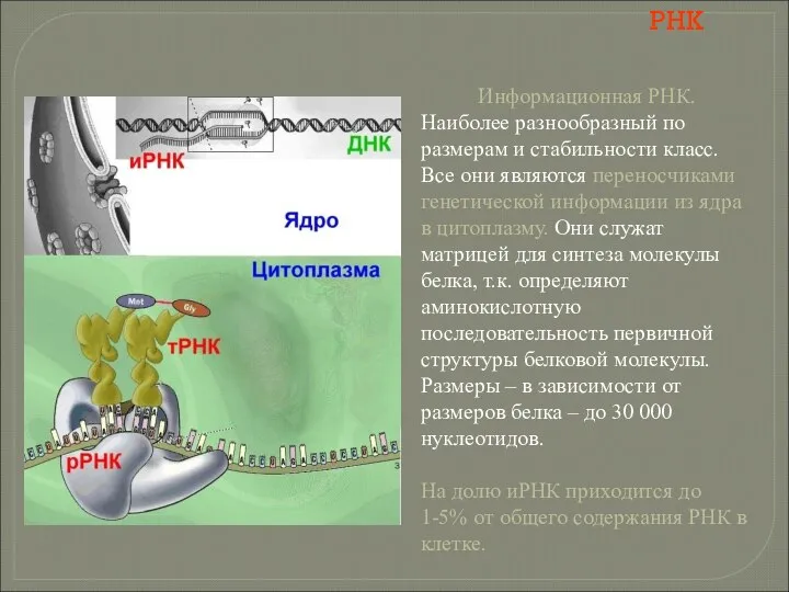 РНК Информационная РНК. Наиболее разнообразный по размерам и стабильности класс. Все