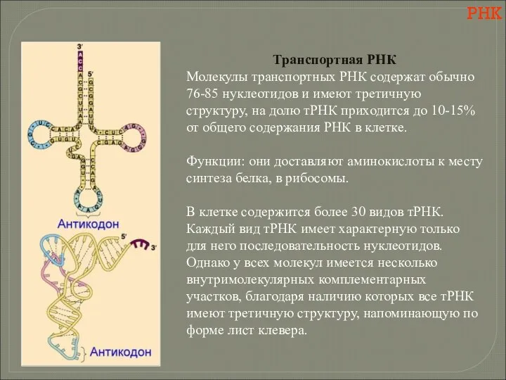 РНК Транспортная РНК Молекулы транспортных РНК содержат обычно 76-85 нуклеотидов и