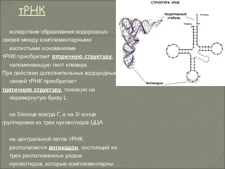 тРНК вследствие образования водородных связей между комплементарными азотистыми основаниями тРНК приобретает