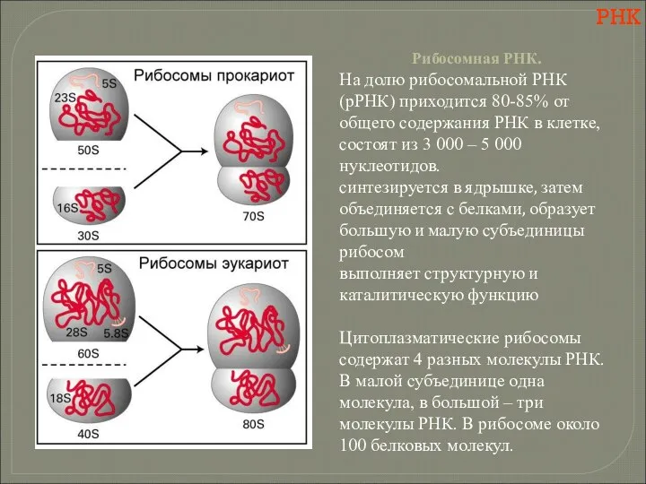 РНК Рибосомная РНК. На долю рибосомальной РНК (рРНК) приходится 80-85% от