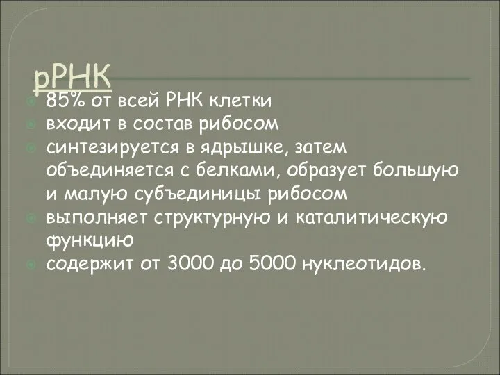 рРНК 85% от всей РНК клетки входит в состав рибосом синтезируется