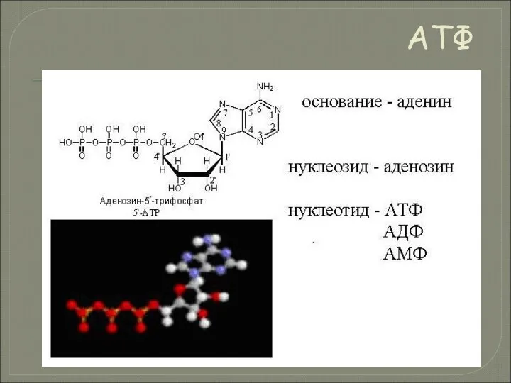 АТФ
