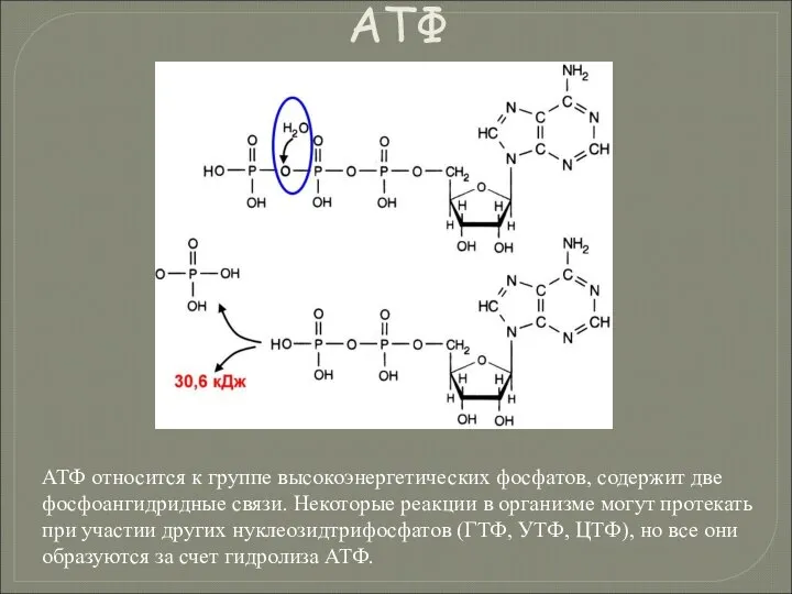 АТФ АТФ относится к группе высокоэнергетических фосфатов, содержит две фосфоангидридные связи.