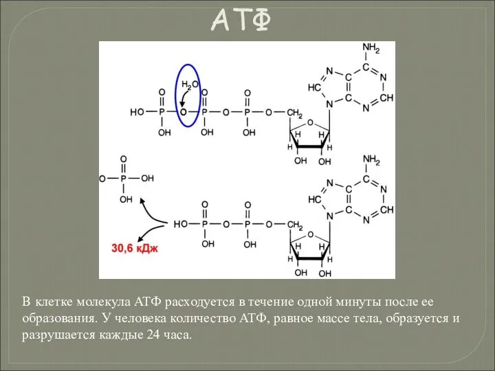 В клетке молекула АТФ расходуется в течение одной минуты после ее