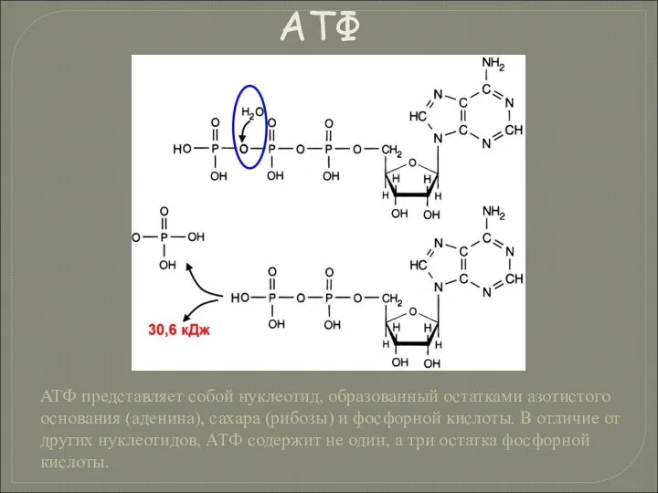 АТФ представляет собой нуклеотид, образованный остатками азотистого основания (аденина), сахара (рибозы)