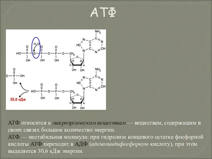АТФ относится к макроэргическим веществам — веществам, содержащим в своих связях