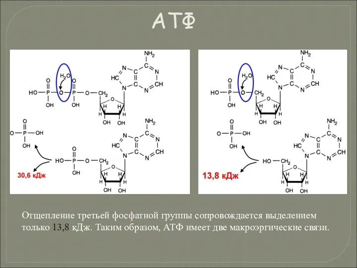 Отщепление третьей фосфатной группы сопровождается выделением только 13,8 кДж. Таким образом,