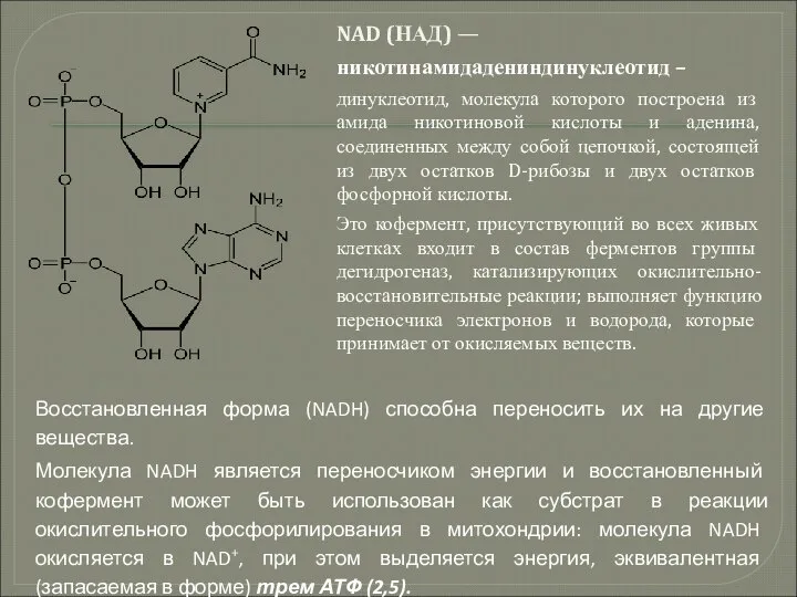 NAD (НАД) — никотинамидадениндинуклеотид – динуклеотид, молекула которого построена из амида