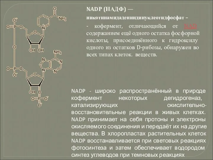 NADР (НАДФ) — никотинамидадениндинуклеотидфосфат – - кофермент, отличающийся от NAD содержанием