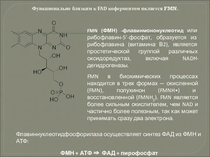 Функционально близким к FAD коферментом является FMN. FMN (ФМН) -флавинмононуклеотид или