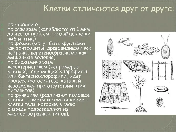 Клетки отличаются друг от друга: по строению по размерам (колеблются от