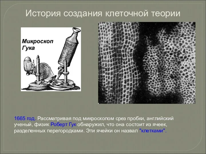 1665 год. Рассматривая под микроскопом срез пробки, английский ученый, физик Роберт