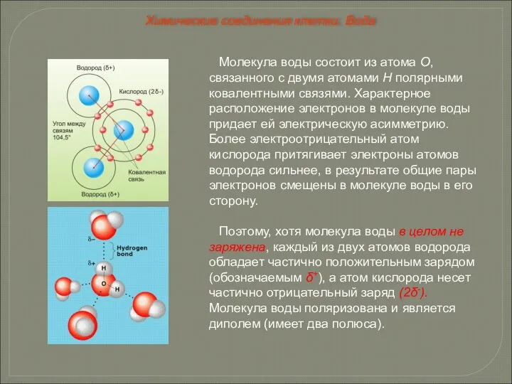 Молекула воды состоит из атома О, связанного с двумя атомами Н