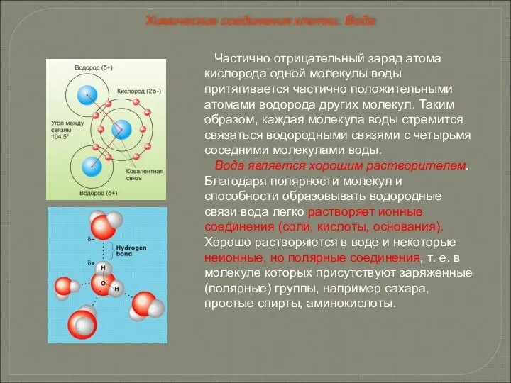 Частично отрицательный заряд атома кислорода одной молекулы воды притягивается частично положительными