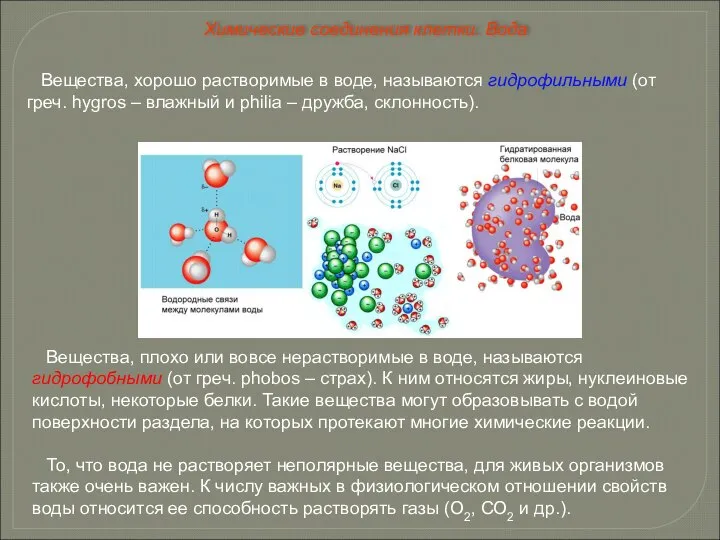 Вещества, хорошо растворимые в воде, называются гидрофильными (от греч. hygros –