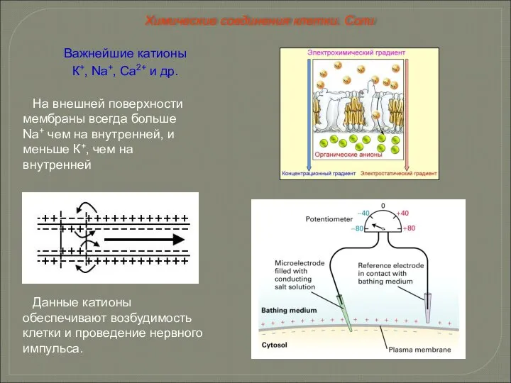 Важнейшие катионы К+, Na+, Ca2+ и др. Данные катионы обеспечивают возбудимость