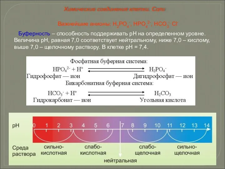 Важнейшие анионы: Н2РО4-, НРО42-, НСО3-, Сl- Буферность – способность поддерживать рН