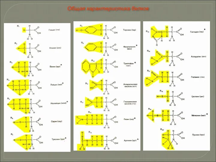 Общая характеристика белков