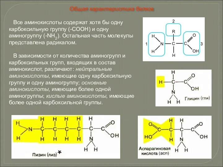 Все аминокислоты содержат хотя бы одну карбоксильную группу (-СООН) и одну