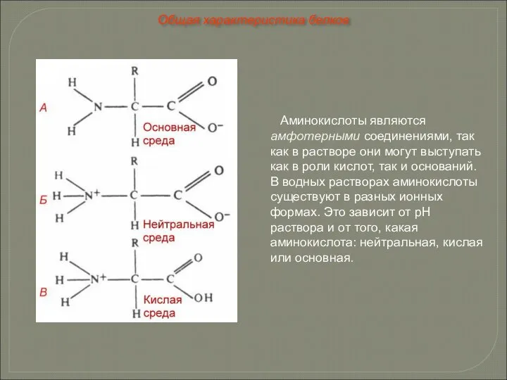 Аминокислоты являются амфотерными соединениями, так как в растворе они могут выступать
