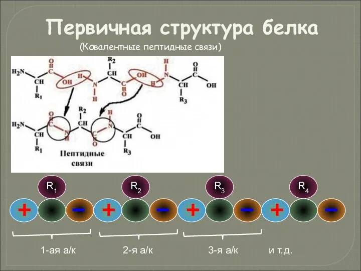 Первичная структура белка (Ковалентные пептидные связи)